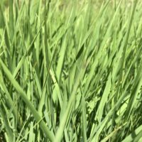 Gras Veltlin