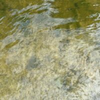 grünes Wasser